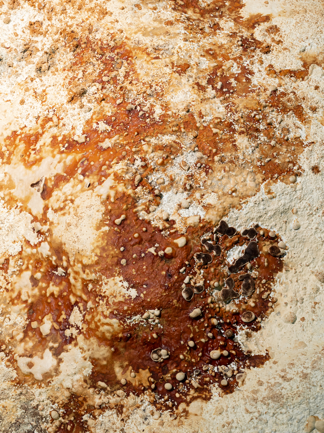 Living Mycelium Dunes, 2023