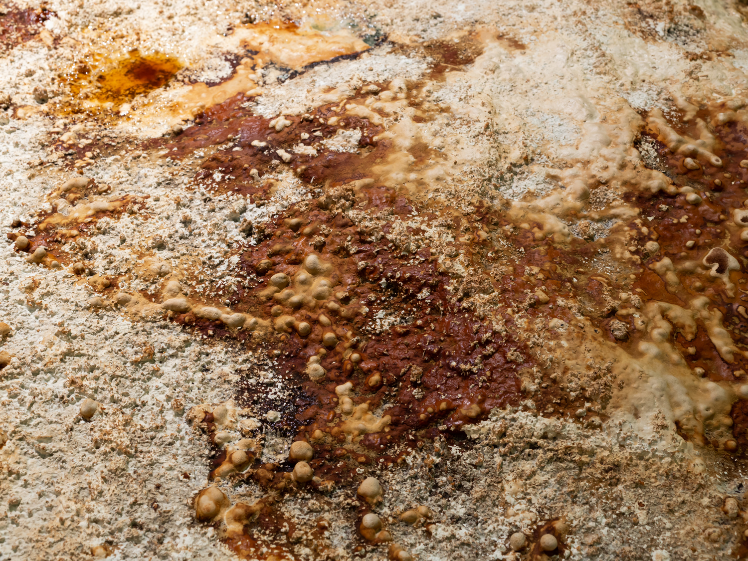 #16 Descent into Fungal