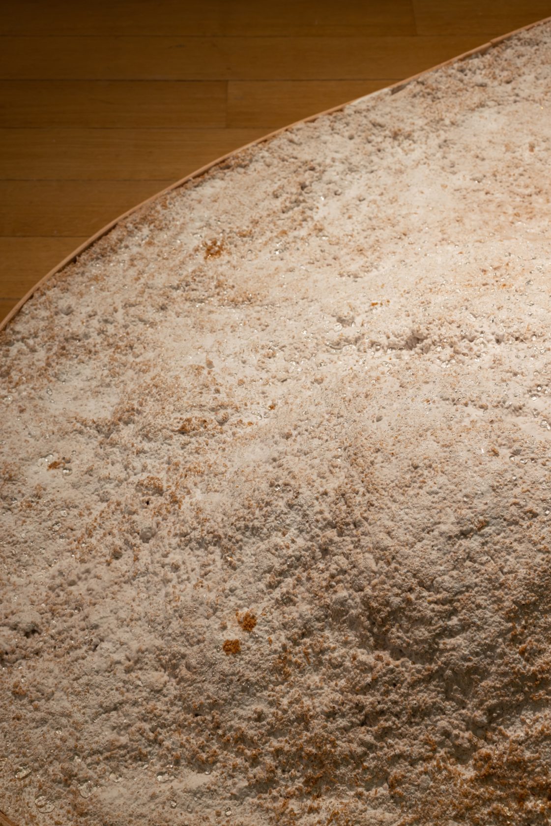 Living Mycelium Dunes, 2023