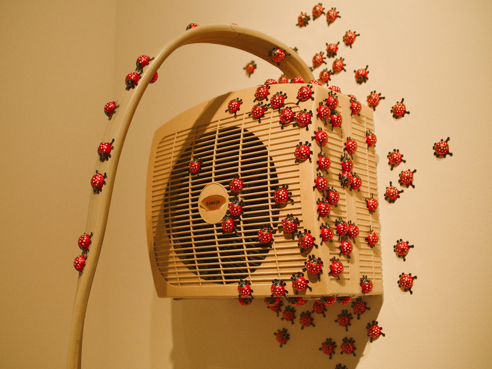 Dormancy Trail, 2023