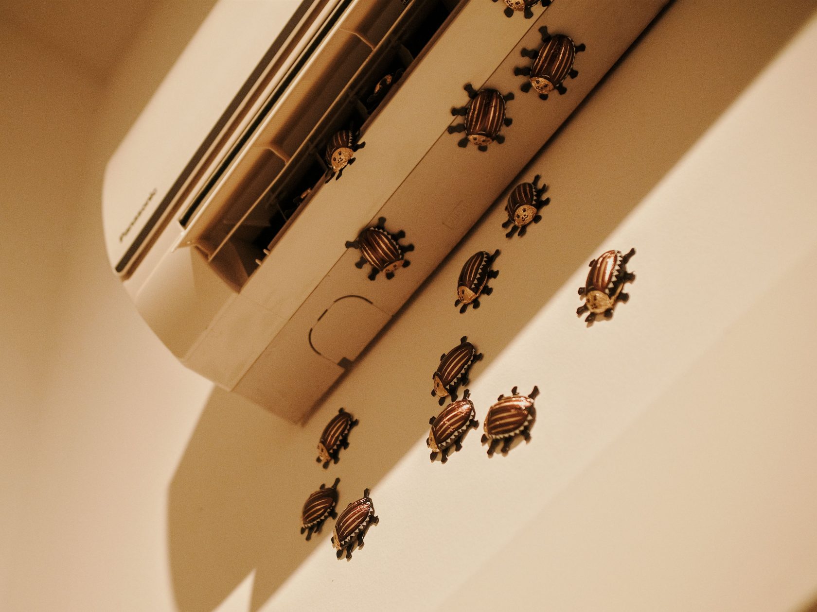 Dormancy Trail, 2023