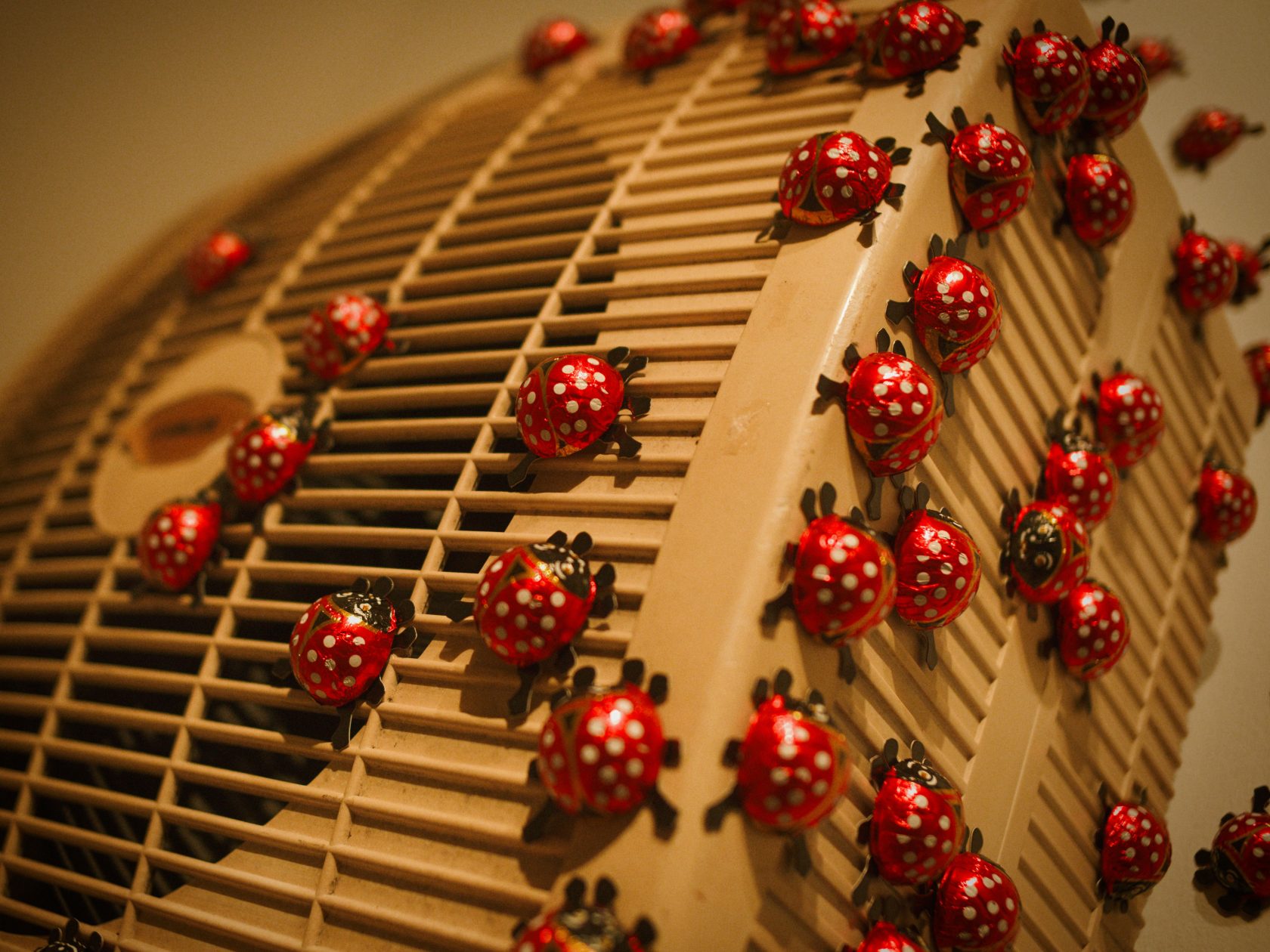 Dormancy Trail, 2023